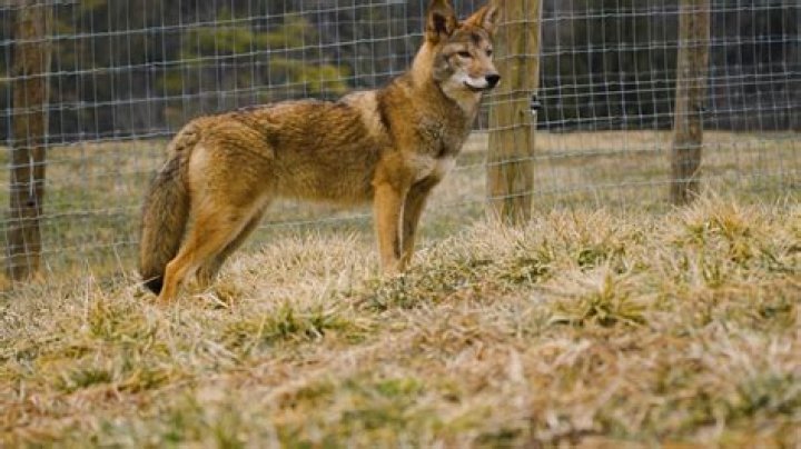 What color is the cloned mouse Mimi?