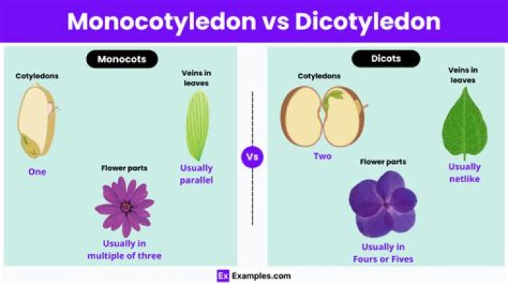 What is the Difference Between Monocotyledon Plants and Dicotyledon Plants